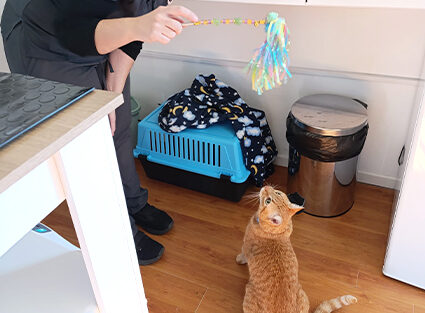 comportamiento comportamiento