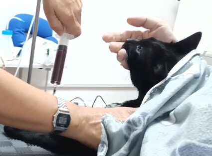 transfusion transfusion