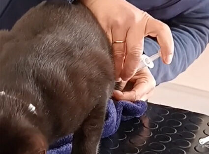 vacunacion vacunacion